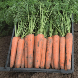 Marchew Blanes  F1 100 tyś. nasion precyzja  st